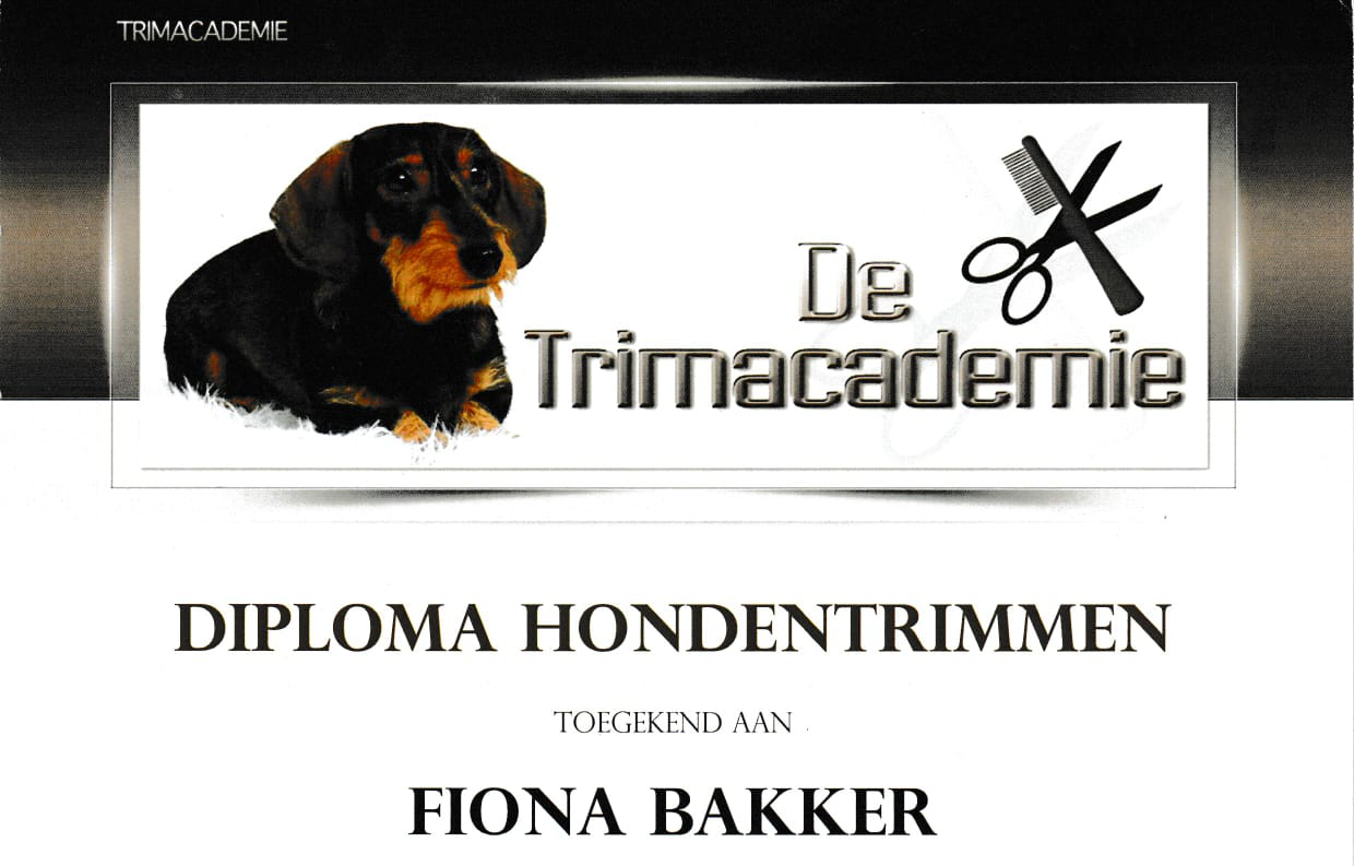 Dimploma Trimacademy